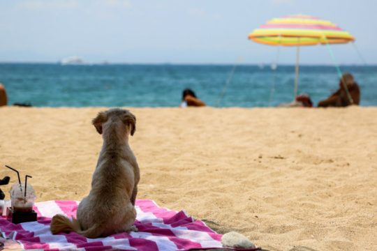 Παρατεταμένη ζέστη το δεύτερο δεκαήμερο του Ιουλίου 