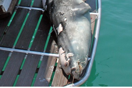 Χάλια
