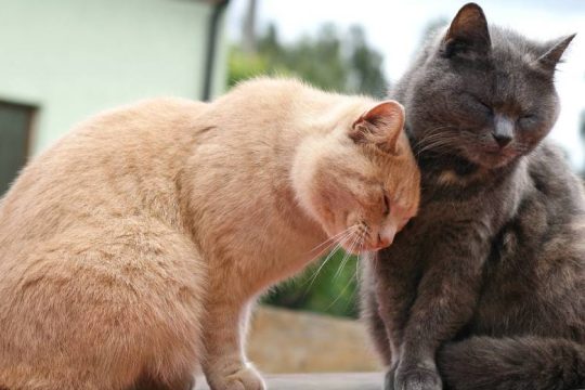 Πέντε χρόνια φυλακή σε Βρετανό σεκιουριτά που μαχαίρωσε 16 γάτες