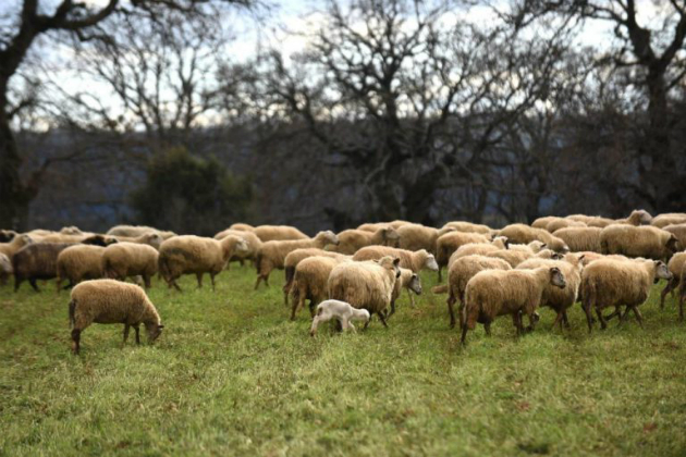 Αδιαφάνεια στις ενισχύσεις των αγροτών βλέπει ο ΣΥΡΙΖΑ