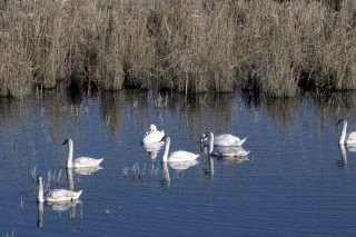 Απόφαση – ασπίδα από το ΣτΕ για περιοχές Natura