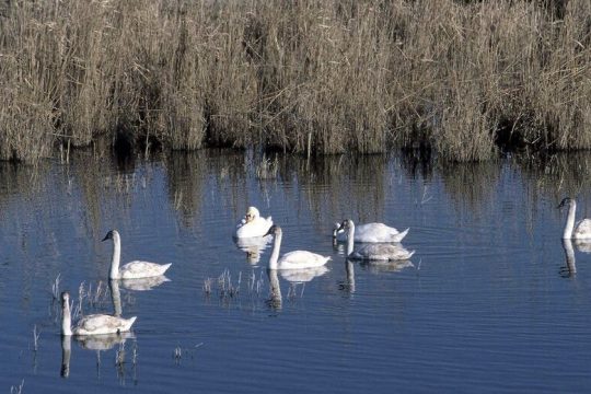 Απόφαση – ασπίδα από το ΣτΕ για περιοχές Natura