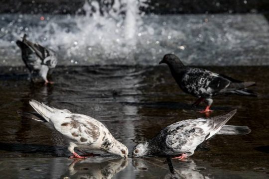 Στα ύψη το θερμόμετρο που σκαρφαλώνει στους 43 βαθμούς Κελσίου