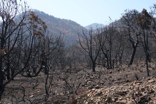 Μετά τη φωτιά φοβούνται πλημμύρες και ανεμογεννήτριες