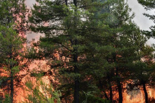 Οσο τα εγκαταλείπουμε στη μοίρα τους τόσο θα καίγονται