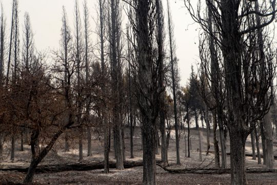 Αιτήσεις για επίδομα ανεργίας σε εργαζομένους πυρόπληκτων επιχειρήσεων