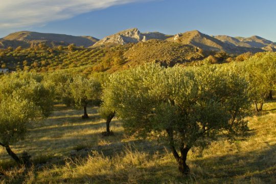 Καταστροφές, απ’ την «καμάδα» στις φωτιές