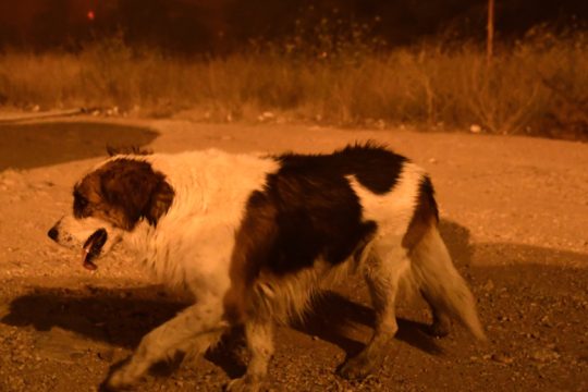Η άγρια κόρη των ζώων