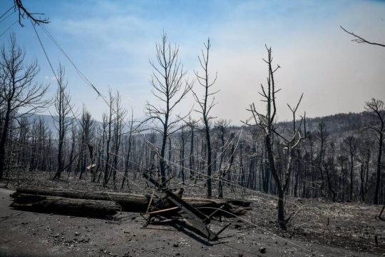 Στάχτη 650.000 στρέμματα μέχρι χθες