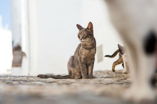 Φρικιαστικό περιστατικό κακοποίησης ζώων στον Βόλο - Έδεσαν γατάκια στην ουρά της μαμάς τους