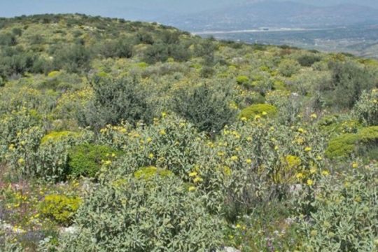 Στο υπ. Περιβάλλοντος με ΠΝΠ οι δασικές υπηρεσίες των Αποκεντρωμένων Διοικήσεων
