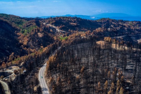 Ανάδοχος αναδάσωσης, δύο κρίσιμα ζητήματα