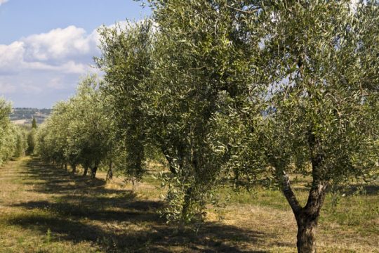 Ασπίδα προστασίας για την ελαιοκομία στην Κρήτη