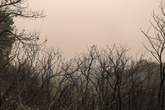 Εύβοια: 300.000 στρέμματα δύσκολα θα ξαναγίνουν δάσος