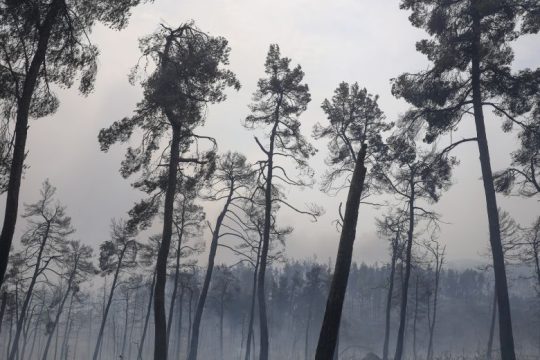 Πρωταθλήτρια στις καμένες εκτάσεις η Ελλάδα