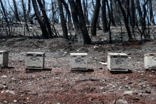 ΑΝΤΑΡΣΥΑ: «Στάχτη στα μάτια των πυρόπληκτων αγροτοκτηνοτρόφων»