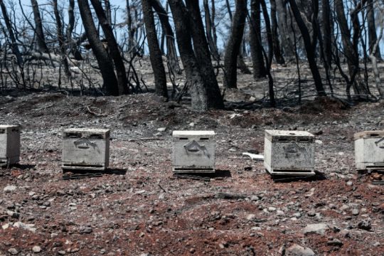 ΑΝΤΑΡΣΥΑ: «Στάχτη στα μάτια των πυρόπληκτων αγροτοκτηνοτρόφων»