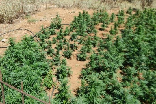 Χασισοφυτεία-μαμούθ στη Φθιώτιδα: Βρήκαν 1.380 δενδρύλλια κάνναβης αξίας 2 εκατ. ευρώ