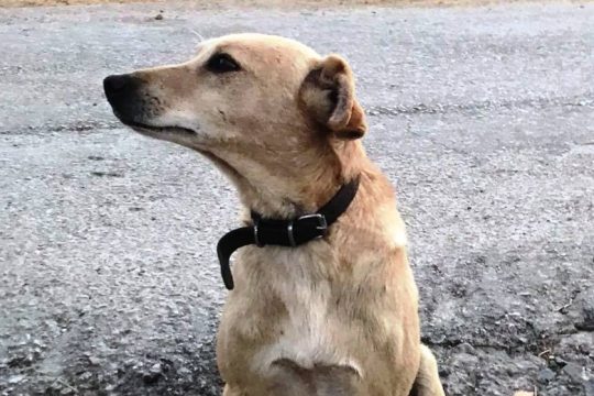 Πυροβόλησαν και σκότωσαν σκύλο έξω από το σπίτι του στην Κρήτη