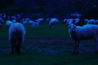 Playground Theory: Ευχή και κατάρα για τους καλλιτέχνες τα social media