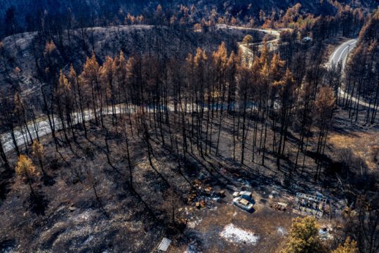 Τραγωδία: 9.000 μελισσοσμήνη καμένα, 10.000 τόνοι πευκόμελου χαμένοι