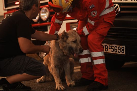 Επί και εκ της τέφρας…