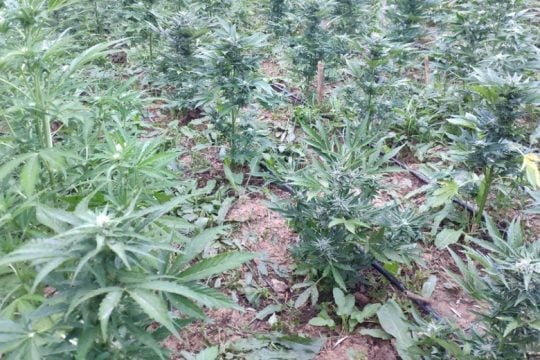 Πάνω από 1.000 δενδρύλλια κάνναβης κατάσχεσε η ΕΛΑΣ στα Χανιά