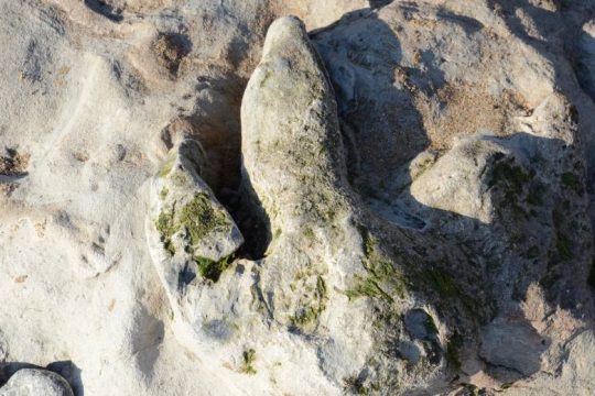 Δύο «στενοί συγγενείς» του Σπινόσαυρου ανακαλύφθηκαν στη νήσο Γουάιτ