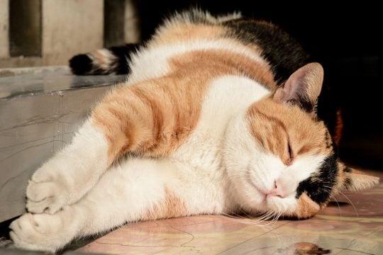 Ενα βήμα πίσω στην υποχρεωτική στείρωση για τα ζώα συντροφιάς
