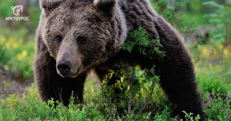 Κοζάνη: Νεκρή από σφαίρες κυνηγών αρκούδα στην περιοχή Βροντερό Πρέσπας