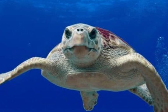 Ταλαιπωρούν τις χελώνες Καρέτα