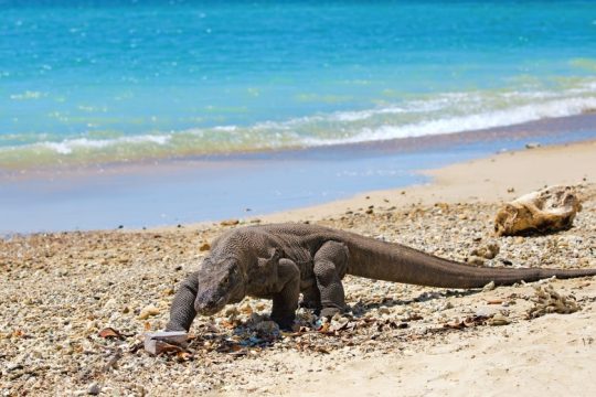 IUCN: Το 30% των ζώων που μελετήθηκαν κινδυνεύουν με εξαφάνιση