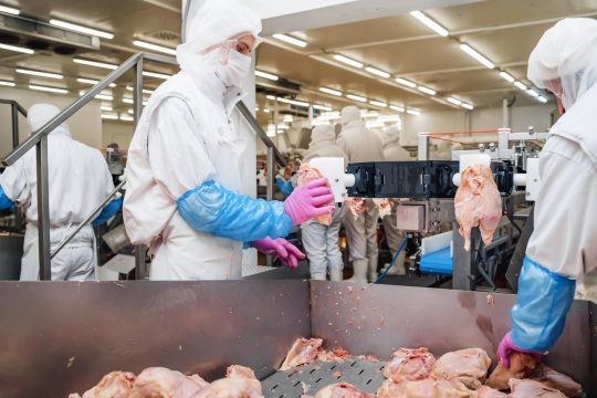 Ευρωπαϊκές βιομηχανίες κρέατος εκμεταλλεύονται απελπισμένους μετανάστες