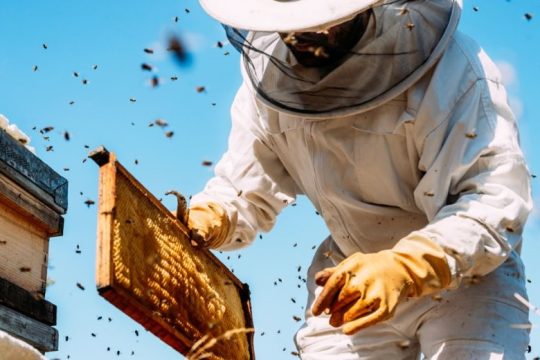Ο Όμιλος ΗΡΑΚΛΗΣ στηρίζει τη βιώσιμη ανάκαμψη της μελισσοκομίας στη Βόρεια Εύβοια