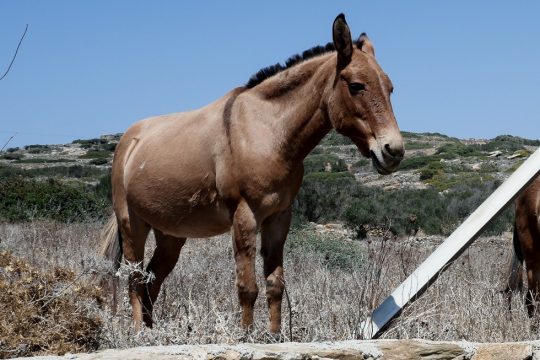 Τα εθνικόφρονα, ζωντανά και μη