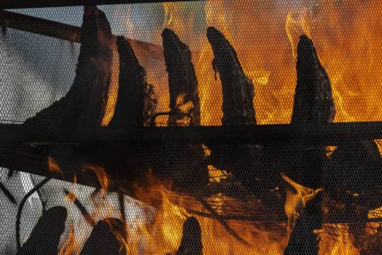 Έκαψαν σχεδόν 2.500 κέρατα ρινόκερων για να σταματήσουν τη λαθροθηρία