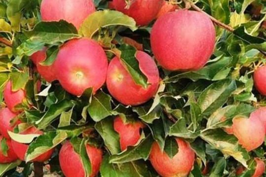 Αγροτικός Συνεταιρισμός Ζαγοράς Πηλίου: Τα μήλα ZAGORIN, έρχονται με το Φθινόπωρο