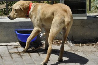 Κτηνωδία στη Χαλκιδική: Νεκρά από φόλες τουλάχιστον 21 αδέσποτα σκυλιά
