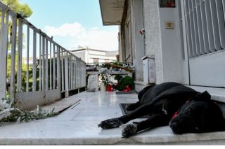 Η ευαισθησία του Μίκη για τα ζώα