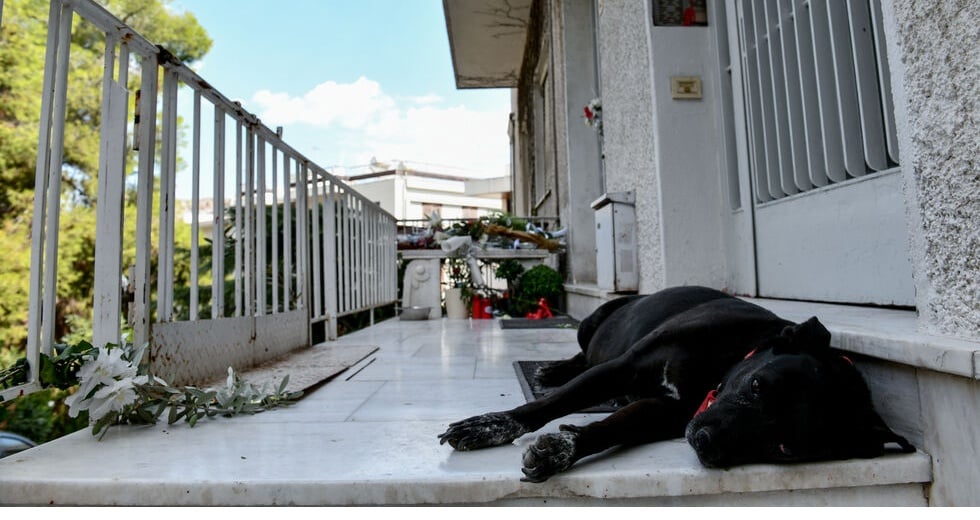 Η ευαισθησία του Μίκη για τα ζώα