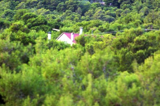 Το ΣτΕ ανοίγει τον δρόμο για αποχαρακτηρισμό δασικών εκτάσεων