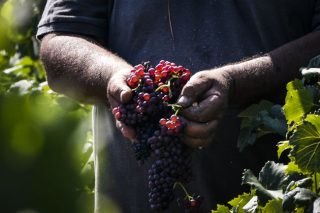 Στο αμπέλι του Γιάννη