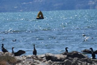 Αντάμωμα