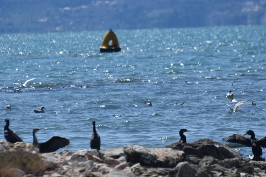 Αντάμωμα