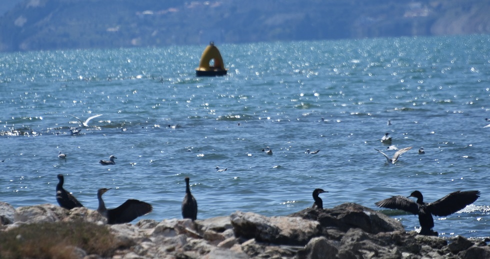 Αντάμωμα
