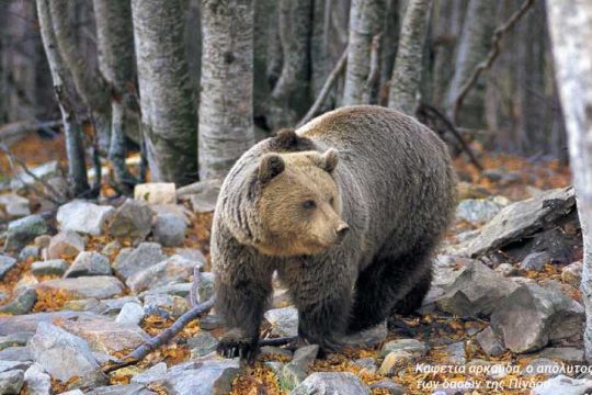 Σλοβακία: Σκοτώνουν 350 αρκούδες μετά τον θάνατο ανθρώπου από επίθεση