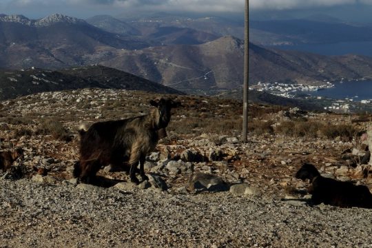 AMORGOS