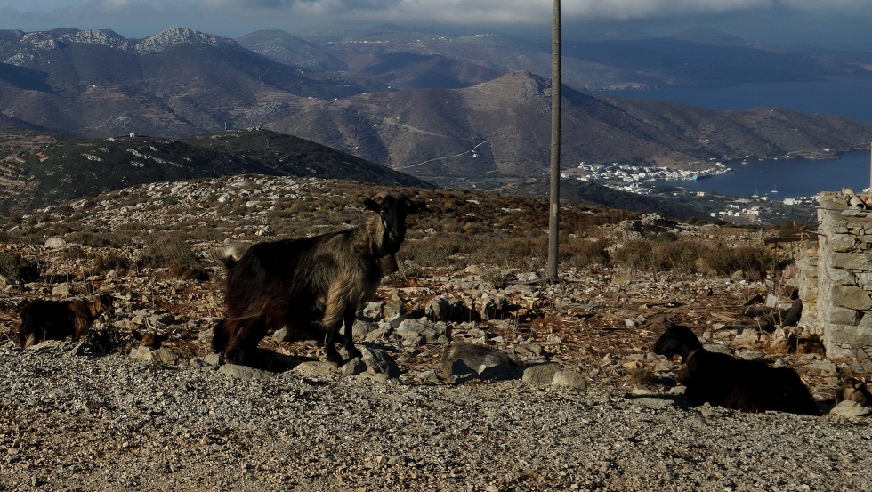 AMORGOS