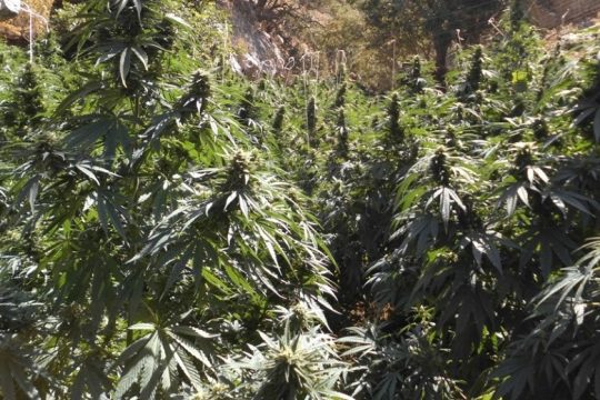 Νέα φυτεία κάνναβης εντόπισε η ΕΛΑΣ στην Κρήτη