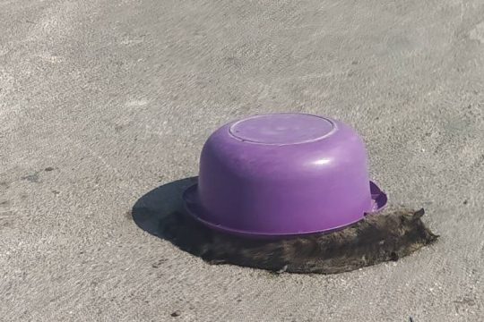 Πλήρης αδιαφορία για τις δεκάδες εγκαταλειμμένες γάτες στο πρώην hot spot Σκαραμαγκά